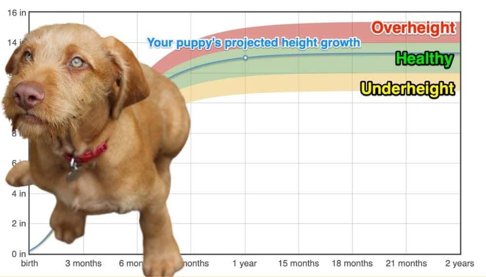 Wirehaired Vizsla Height+Growth Chart How Tall Will My Wirehaired